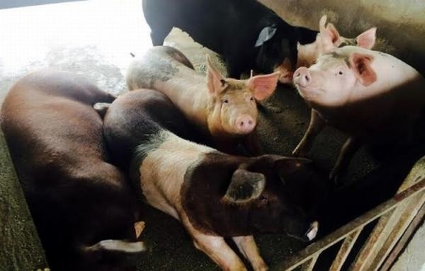Dân thành phố rục rịch “săn lùng” trâu rừng gác bếp, chim quý “nghìn đô” làm quà Tết - 9 Chuẩn bị cho dịp Tết Bính Thân 2016, các hộ gia đình đã rục rịch tìm kiếm nguồn thực phẩm an toàn. Ngoài các đặc sản quen thuộc như lợn Mán, gà đồi, năm nay, nhiều người còn chi tiền nuôi lợn giun quế có giá bán trên thị trường gấp đôi lợn bình thường để an tâm hơn khi sử dụng.