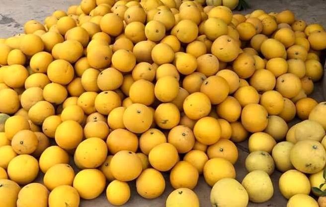 Đặc sản bưởi tiến vua "đắt hàng" trước Tết - 1
Hiện tại, bưởi Diễn đang được rao bán dao động từ 35-65 nghìn đồng/quả, tuỳ thuộc vào từng loại, kích cỡ và mẫu mã.