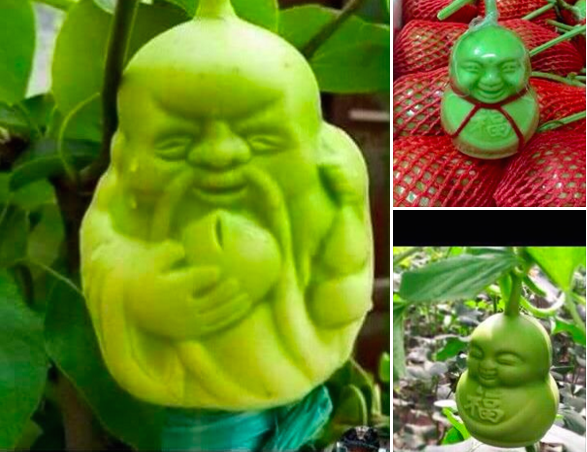 Dưa lê Thần tài Trung Quốc ngập thị trường - 1 Dưa lê Thần tài giá rẻ đang làm mưa làm gió trên thị trường.