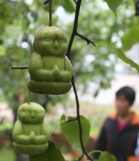 Báo Trung Quốc: "Dưa lê thần tài bán chạy nhất ở Việt Nam” - 1 Dưa lê Thần tài có chứa chất bảo quản và để được khoảng 3 tháng.