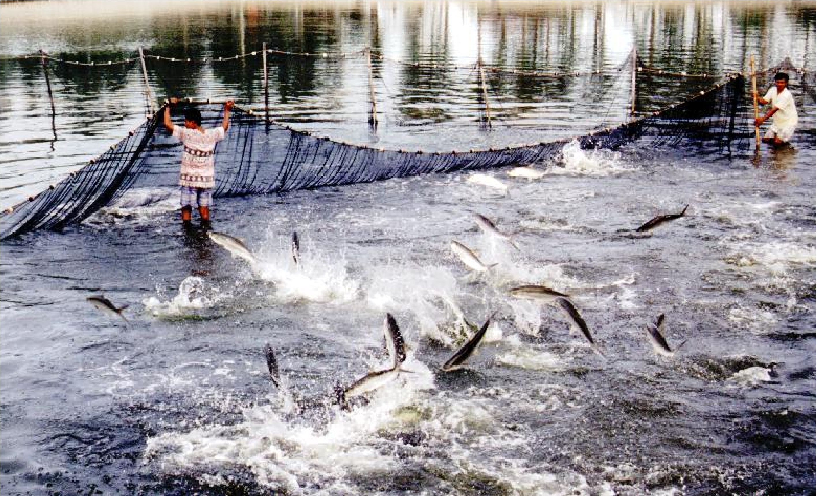 Cấp khống 800 giấy lưu hành thủy sản: Buộc thôi việc hàng loạt cán bộ, 1 người kêu oan - 1 Cấp khống 800 giấy lưu hành thủy sản: Buộc thôi việc hàng loạt cán bộ, 1 người kêu oan - 1