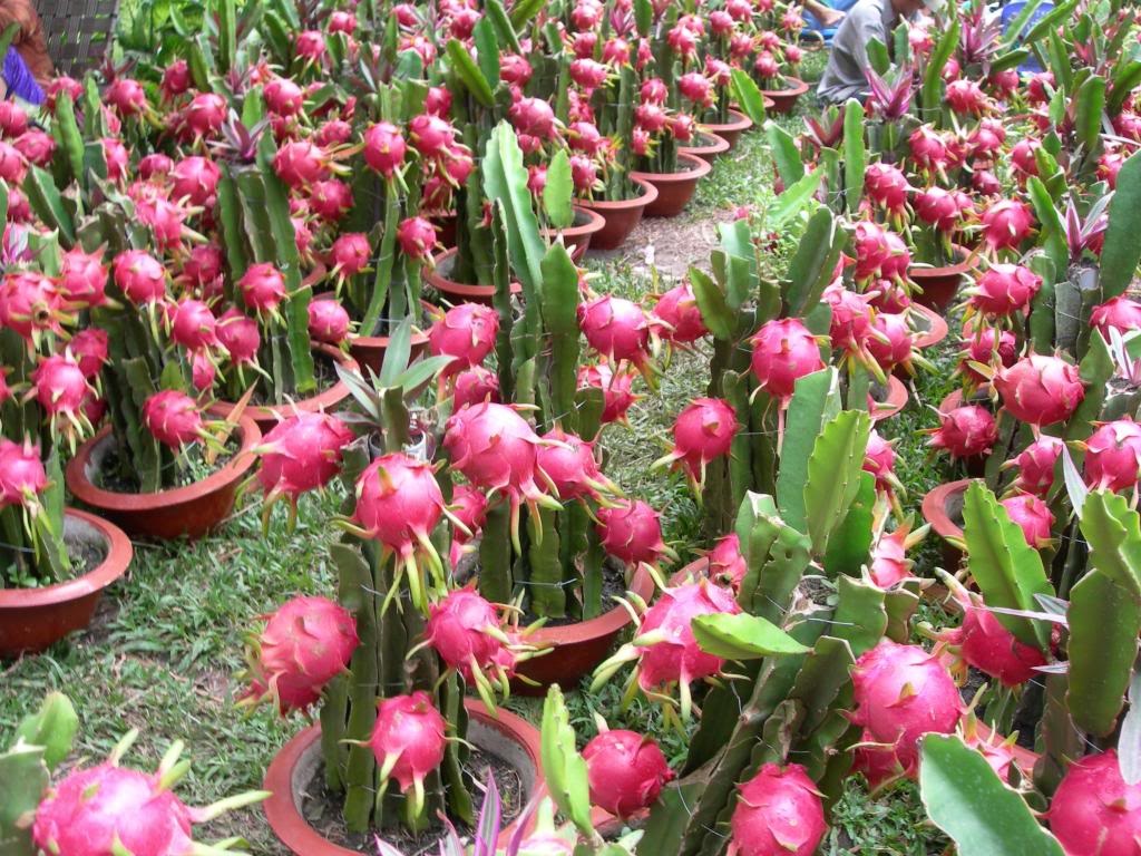 Thương lái Trung Quốc "núp bóng" doanh nghiệp trong nước thu mua thanh long - 1 (Ảnh minh hoạ).