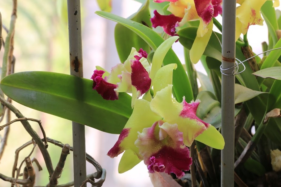 Những song sắt thô kệch của ban công bị xóa mờ trước vẻ đẹp của các chậu lan