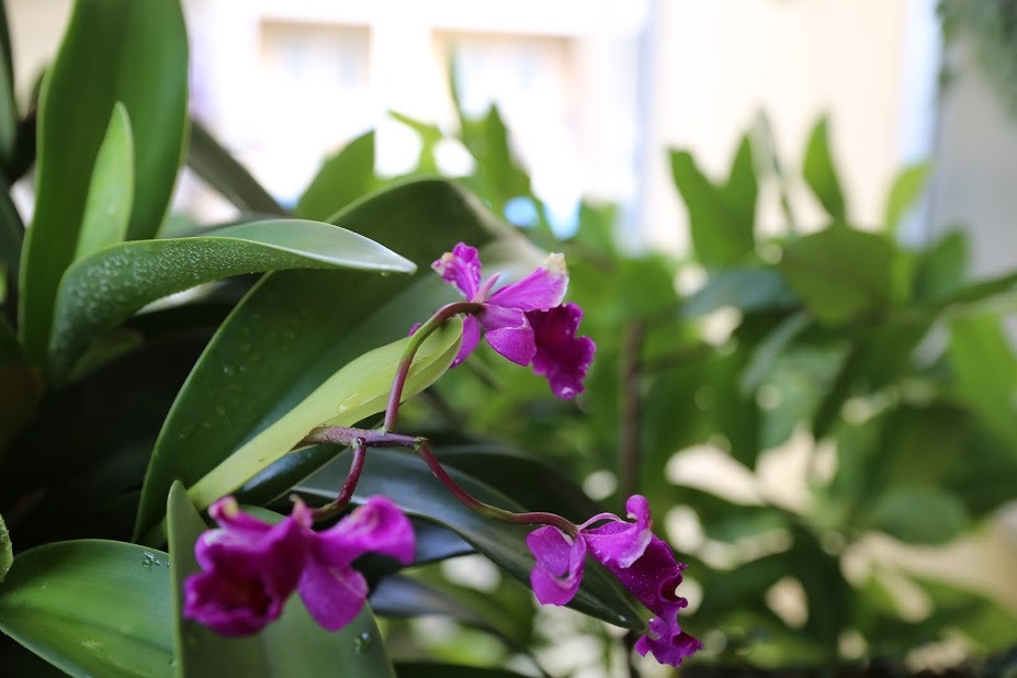 
Theo anh B.T.N, sẽ thật là lãng phí nếu bạn không biết tận dụng ban công của mình để có một không gian xanh tươi tắn, thú vị cho tổ ấm của mình
