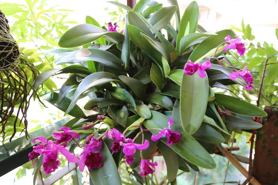 Một chậu Catelaya Xưa thuộc dạng khủng với hàng chục thân và rất nhiều bông đang nở lúc trời vào thu