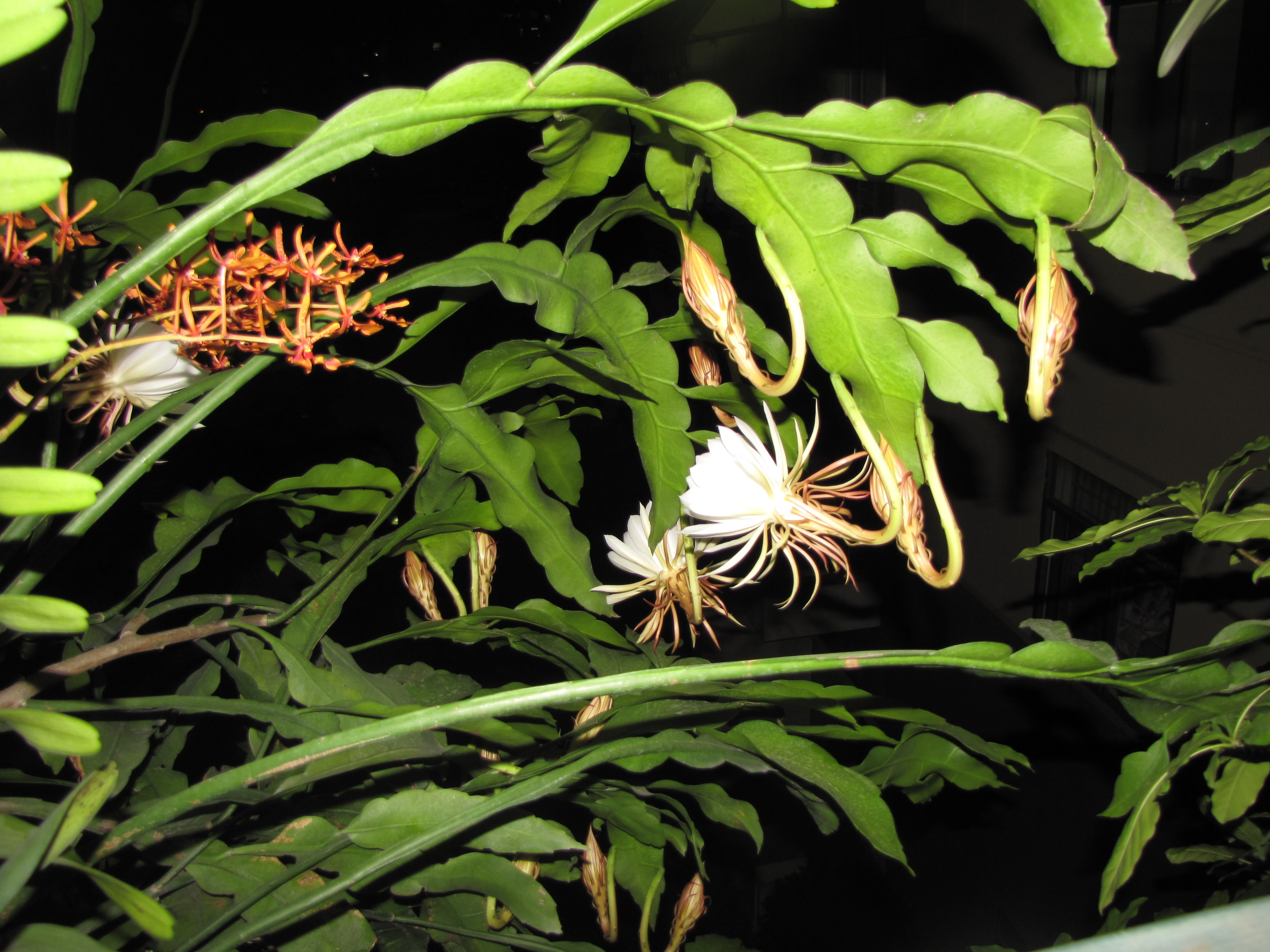 Dưới mỗi cây lộc vừng được chủ nhân ngôi nhà trông thêm cây quỳnh xanh mát