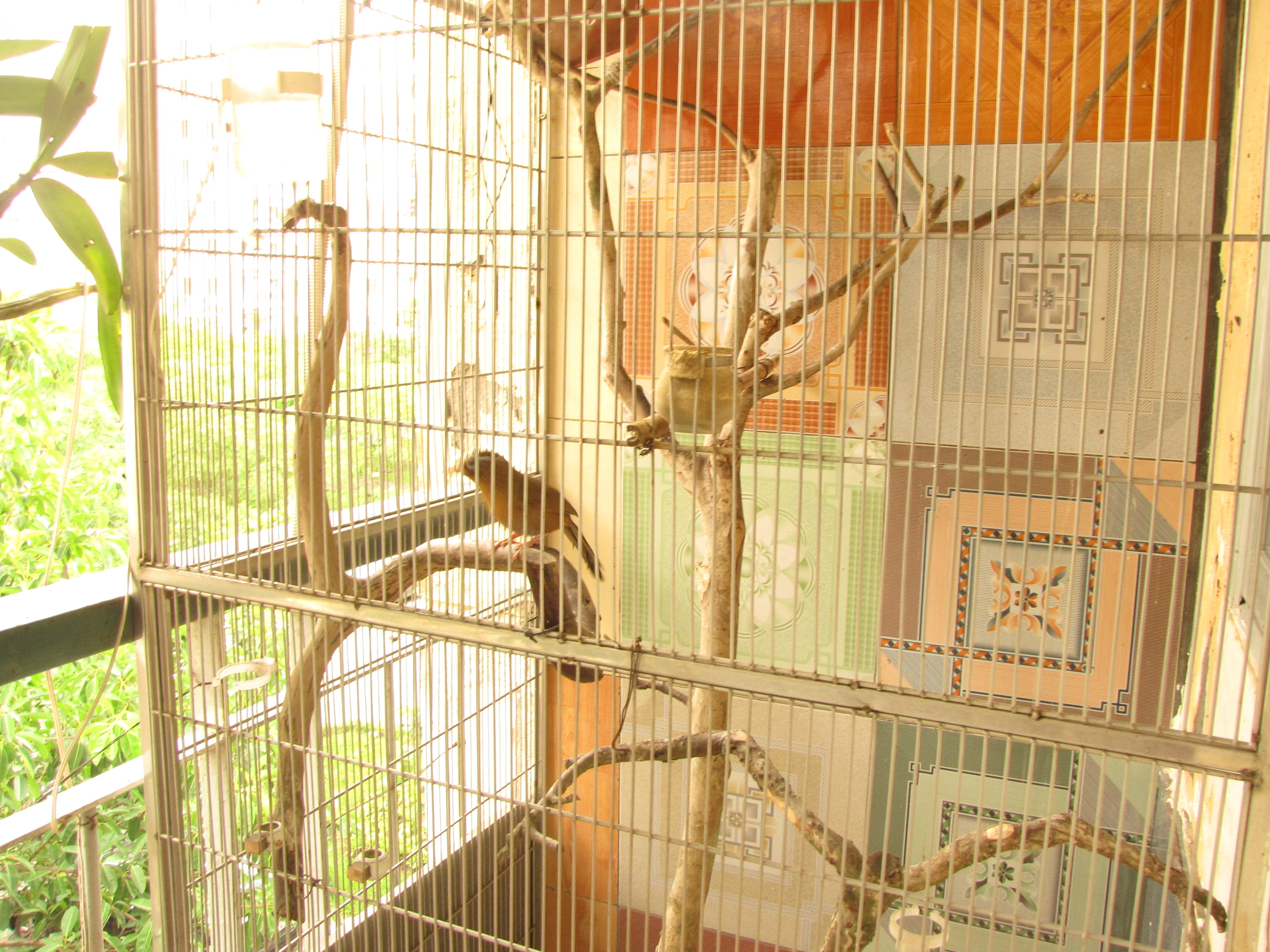 Chủ nhân căn hộ 73m2 còn bố trí hẳn một lồng aviary để nuôi đôi chim họa my trên ban công