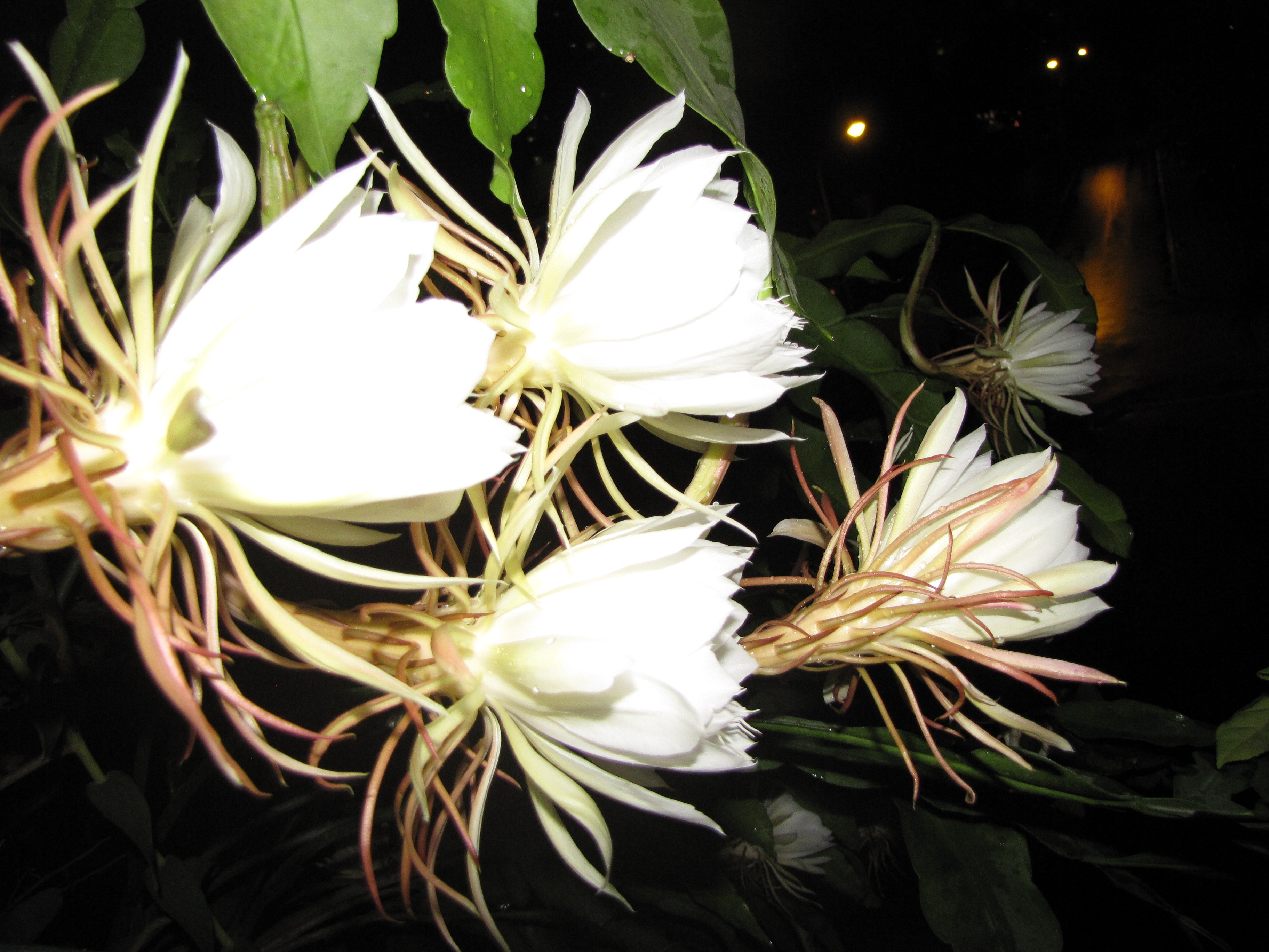 Những bông hoa quỳnh trắng muốt nở về đêm