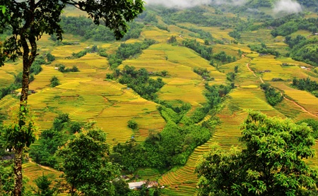 Những góc ảnh đẹp mê hồn về mùa lúa chín Tây Bắc - 3