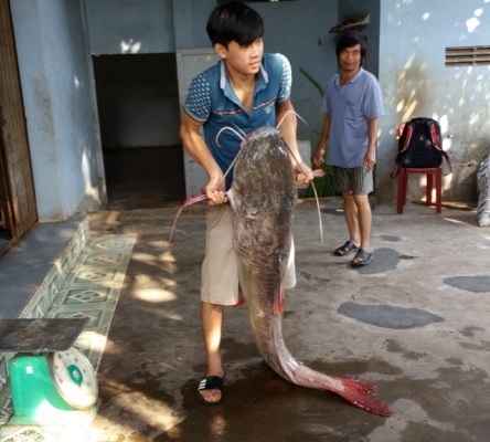 “Con cá rất to và khỏe, nó vờn qua vờn lại đến 2 tiếng đồng hồ vật lộn tôi mới bắt được con cá lăng này. Đây là lần đầu tiên trong đời tôi câu được con cá to đến thế, mang đi bán mà tôi không nghĩ nó nặng đến tới 43kg”-ngư dân Nguyễn Văn Chắc (trú tại xã Nam Dong, huyện Cư Jút, Đắk Nông) nói về việc bắt được cá lăng đuôi đỏ cực lớn dài 1,7m, nặng 43kg trên sông Sêrêpôk (Ảnh: Thúy Diễm).