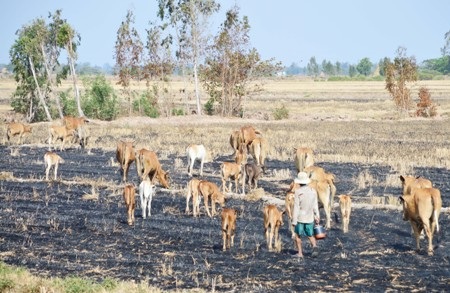 “Con đi thả bò nhưng chủ yếu là cho bò đi thể dục cho giãn gân cốt chứ ngoài đồng làm gì còn cỏ cho bò ăn”- một cậu bé ở xã Đại Ân 2 (huyện Trần Đề, Sóc Trăng) đã nói như vậy. Nhiều hộ chăn nuôi bò ở địa phương này đang khốn đốn vì hạn khiến cỏ khô cháy, đàn bò thiếu thức ăn tươi (Ảnh: Bạch Dương)