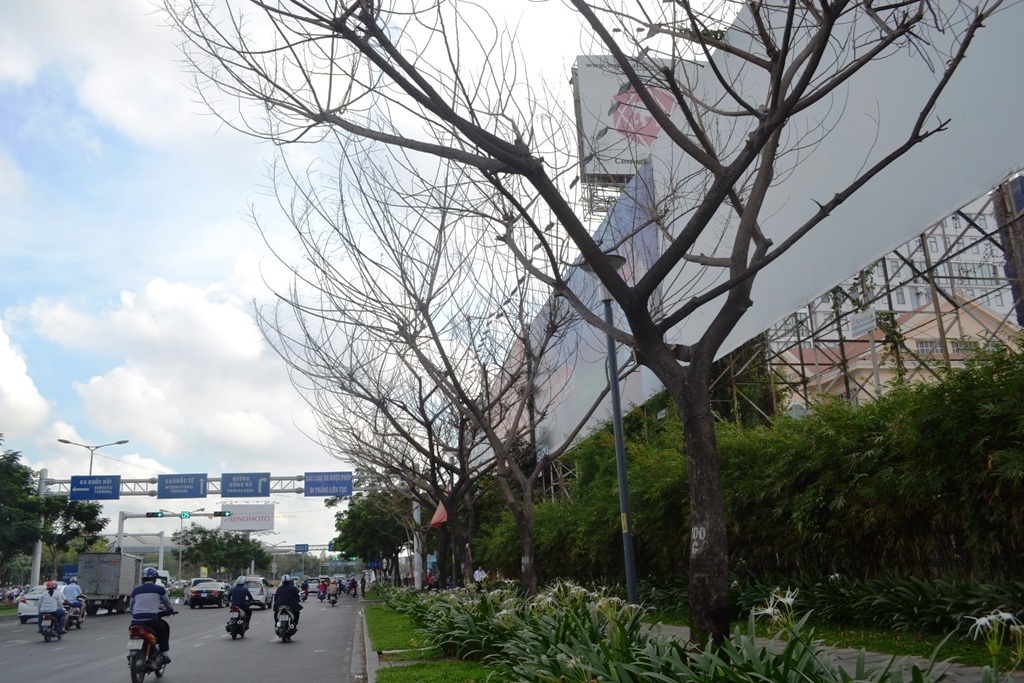 Chủ quán cà phê Xin chào được “minh oan” và giáo viên bám vách núi tới lớp học - 7 Ông Nguyễn Khắc Dũng – Trưởng phòng Quản lý cây xanh, Sở Giao thông vận tải TPHCM cho biết, thời gian quan trên địa bàn thành phố xuất hiện nhiều cây xanh chết bất thường. “Chúng tôi đã nhận được báo cáo nhanh của các đơn vị về tình trạng cây xanh chết bất thường. Báo cáo có nêu việc phát hiện mùi hóa chất nồng nặc dưới gốc cây”- ông Dũng nói (Ảnh: Quốc Anh)