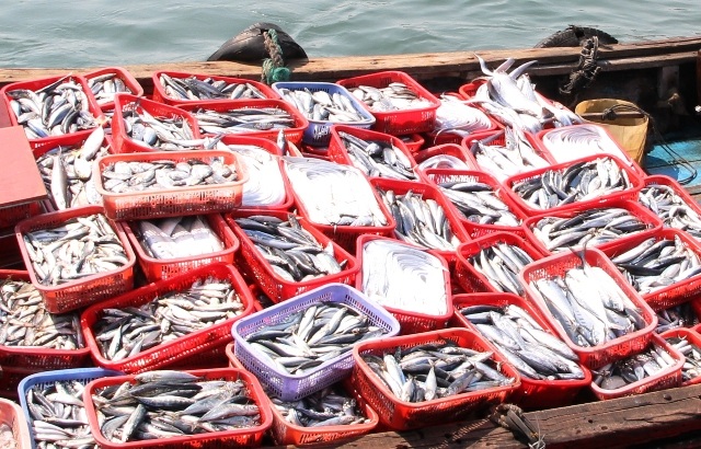 Qua kiểm nghiệm 30 tấn cá nục thu mua ngay sau thời điểm cá chết, Sở Y tế tỉnh Quảng Trị đã phát hiện hàm lượng Phenol, là chất cực độc tuyệt đối cấm không có trong thực phẩm. Hiện tỉnh Quảng Trị đang tiến hành xác minh số hải sản còn tồn đọng tại các kho đông lạnh ở thị trấn Cửa Tùng (Ảnh: Đăng Đức)