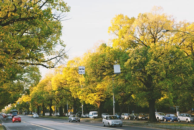 Người dân Úc rủ nhau viết thư tình gửi cho... cây - 1 Thành phố Melbourne với những hàng cây xanh mướt mang mang lại không gian xanh cho người dân.