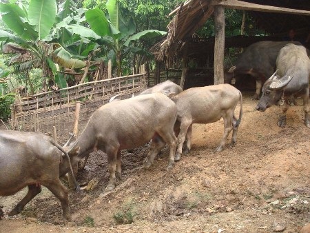 Trâu đổ dịch chết hàng loạt                                                     - 1