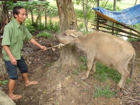 Trâu đổ dịch chết hàng loạt                                                     - 2