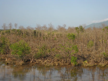 Một diện tích lớn rừng phòng hộ chết trắng mà vẫn chưa tìm ra nguyên nhân chính đáng