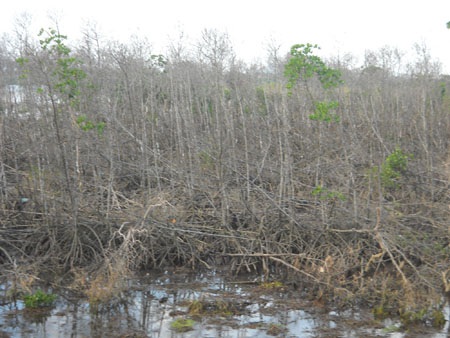 Một diện tích lớn rừng phòng hộ chết trắng mà vẫn chưa tìm ra nguyên nhân chính đáng