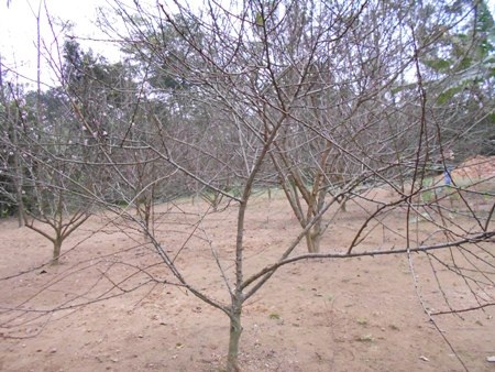 Một gốc vườn đào nhà bà Trung