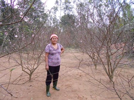 Bà Hạnh đang chắm sóc công đoạn tỉa cành bích đào đợt cuối