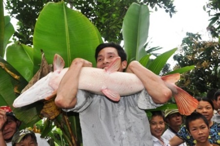 Rất vất vả mới giữ yên được con cá cho mọi người xem bụng cá