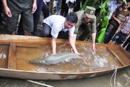 Hễ người chạm vào là con ca vùng vẫy rất mạnh