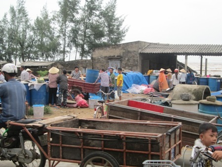 Sơ tán hải sản