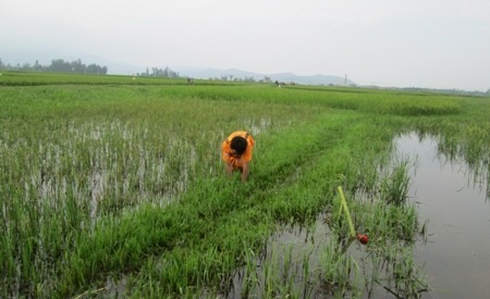 Hàng ngày em Hải phải ra đồng mò cua, bắt ốc về bán kiếm tiền ăn học