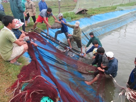 Dùng lưới vét khẩn trương thu hoạch tôm