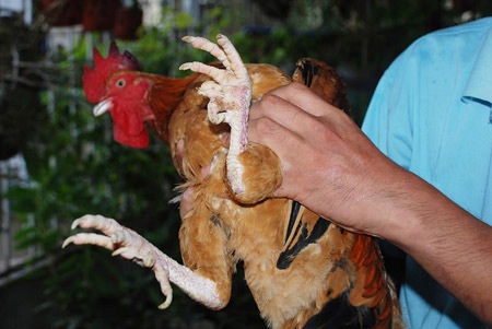 “Gà chín cựa” nhởn nhơ giữa Thủ đô - 2 “Gà chín cựa” nhởn nhơ giữa Thủ đô - 2