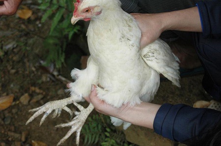 “Gà chín cựa” nhởn nhơ giữa Thủ đô - 3 “Gà chín cựa” nhởn nhơ giữa Thủ đô - 3