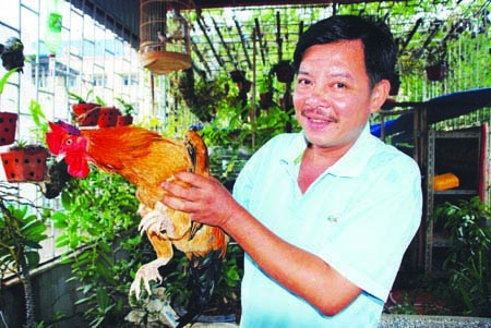 “Gà chín cựa” nhởn nhơ giữa Thủ đô - 1 “Gà chín cựa” nhởn nhơ giữa Thủ đô - 1