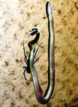 Ngược đời xem nhện…“khai tử” rắn