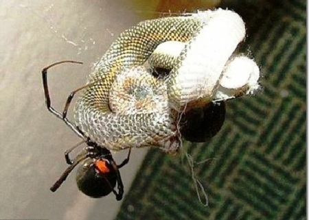 Ngược đời xem nhện…“khai tử” rắn