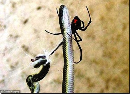 Ngược đời xem nhện…“khai tử” rắn