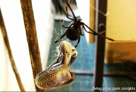Ngược đời xem nhện…“khai tử” rắn