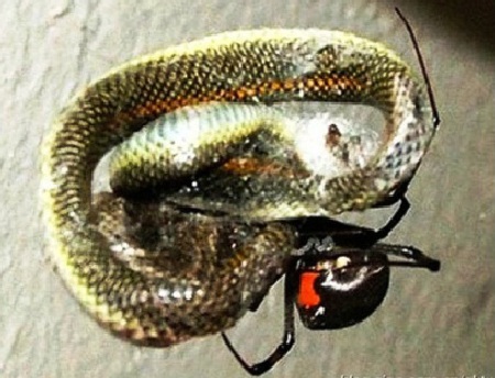 Ngược đời xem nhện…“khai tử” rắn