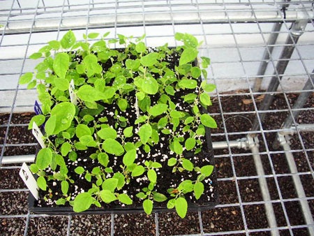 Nhà khoa học Huế vang danh trên đất Úc - 2