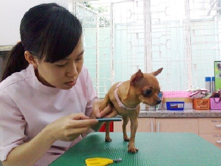 Chó quý tộc bạc tỉ, dùng đồ hiệu, nằm điều hòa - 1 Chó quý tộc bạc tỉ, dùng đồ hiệu, nằm điều hòa