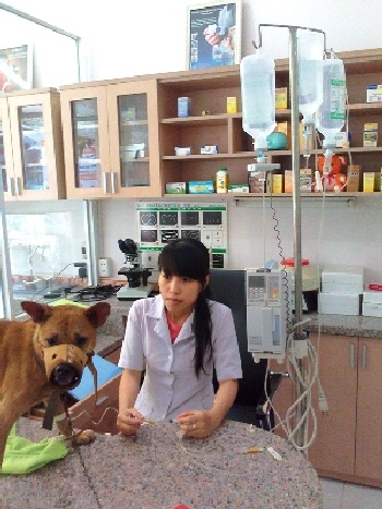 Chó quý tộc bạc tỉ, dùng đồ hiệu, nằm điều hòa - 3 Chó quý tộc bạc tỉ, dùng đồ hiệu, nằm điều hòa