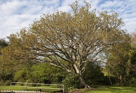 Người phụ nữ yêu mê đắm... một cây sồi - 2