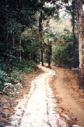 “Rừng thiêng” ở Điện Biên