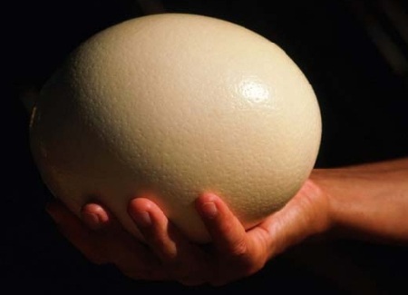 “Bóc lịch” 6 tháng vì tội lấy trứng ném vợ - 1 Một quả trứng đà điểu (hình minh họa)