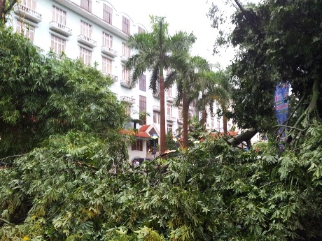 Mưa bão khiến cây đổ hàng loạt trên phố Trần Bình Trọng (ảnh: Chiến Thắng)