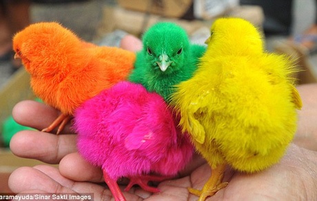 Những chú gà con có màu sắc sặc sỡ khá lạ mắt