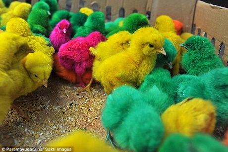 Một chú gà trên tay người bán. Giá mỗi chú gà này là 33 pence