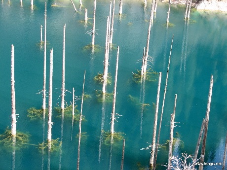 Những thân cây linh sam sinh trưởng dưới lòng hồ nhô lên như những ngọn giáo