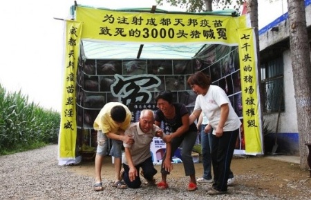Khóc ròng trong đám tang… 3000 con lợn - 1 Lão nông Qin Jinzhou than khóc trong lễ tang 3000 con lợn của mình