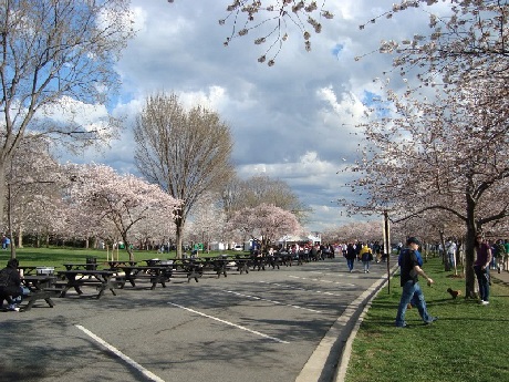 Hoa anh đào nở rợp trời xuân