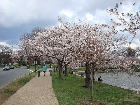 Hoa anh đào nở rợp trời xuân